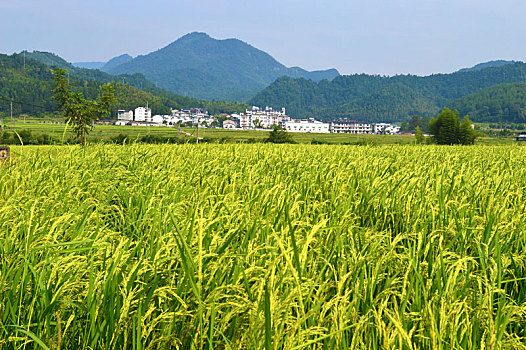 田园风光