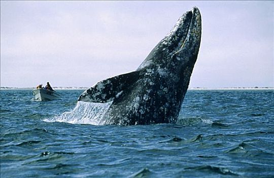 灰鲸,鲸跃,游客,看,太平洋,北美