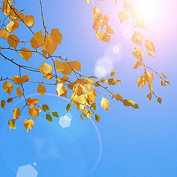 黄色,桦树,叶子,秋天,晴朗,蓝天
