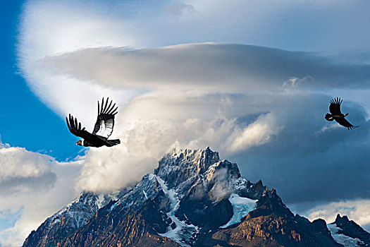 安第斯秃鹰,安地斯神鹰,飞跃,山,托雷德裴恩国家公园,巴塔哥尼亚,智利,南美