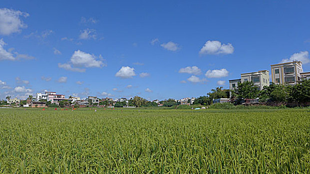 稻田