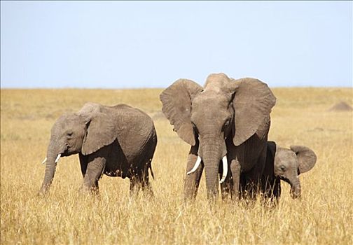 非洲象,吃,马赛马拉国家保护区,肯尼亚