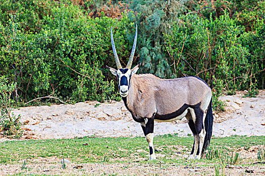 南非大羚羊,卡奥科兰,纳米比亚,非洲