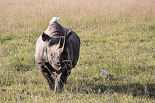 肯尼亚非洲犀牛-犀牛与鸟,正面