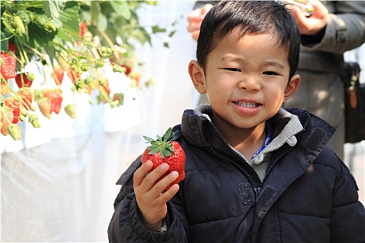 日本人,男孩,吃,草莓,3岁