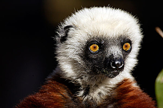 马达加斯加狐猴,成年,头像,马达加斯加,非洲