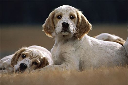 英格兰雪达犬,狗,两个,小狗,干草