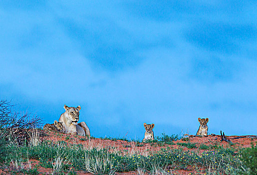 狮子,女性,三个,幼兽,沙丘,黎明,下雨,季节,青草,黄色,刺,花,卡拉哈里沙漠,卡拉哈迪大羚羊国家公园,南非,非洲