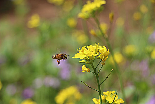 油菜花,蜜蜂