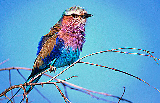 肯尼亚,马赛马拉国家保护区,特写,紫胸佛法僧鸟,肢体