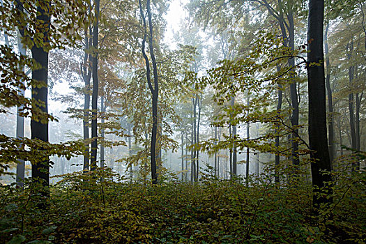 秋日树林,山,巴伐利亚,德国