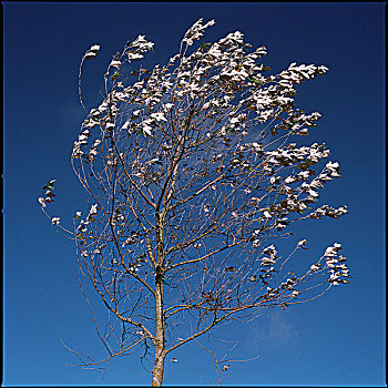 桦树,白色,叶子,蓝天