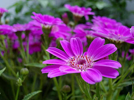 菊,菊科,菊花