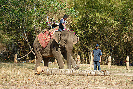 工作,大象,踢,树桩,驱象者,骑,节日,禁止,省,老挝,东南亚,亚洲