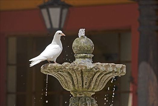 白鸽,饮用水,饮水器,圣克里斯托瓦尔,房子,墨西哥