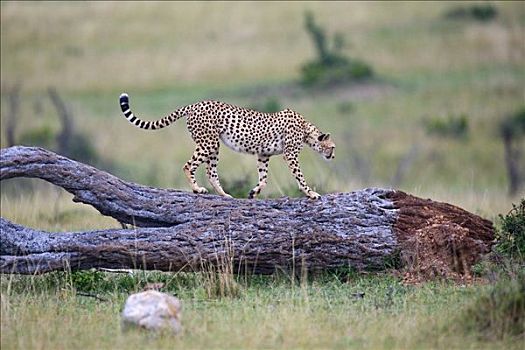 印度豹,猎豹,走,枯木,马赛马拉国家保护区,肯尼亚,东非