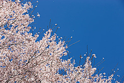 樱花,兵库,日本