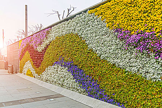 花,植物,背景,墙壁