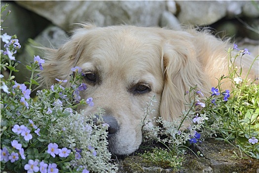 金毛猎犬,狗,花坛