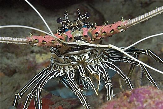 印度尼西亚,涂绘,大螯虾