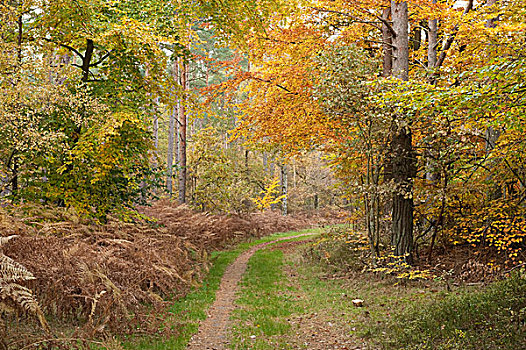 秋天,树林,梅克伦堡前波莫瑞州,德国,欧洲