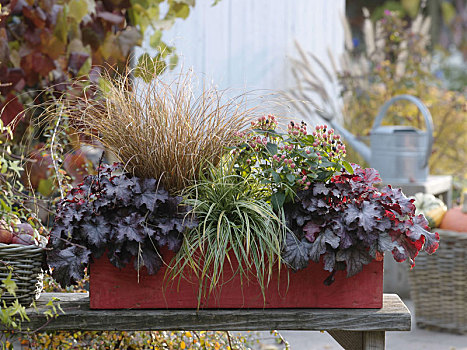 红色,秋天,盒子,金丝桃属植物,魔法,漂亮,矾根属植物