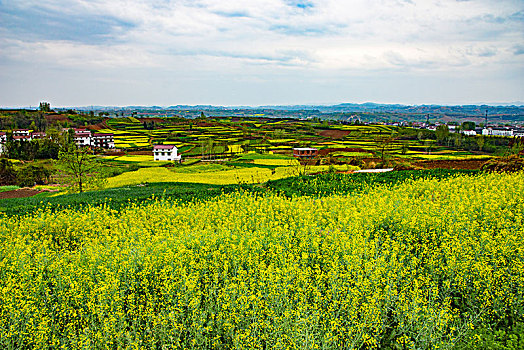 油菜花