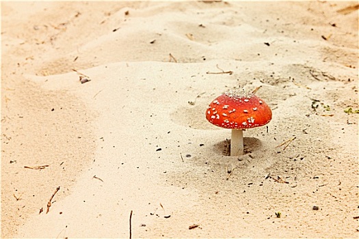 红色,毒蝇伞,沙