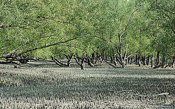 孙德尔本斯地区,世界遗产,红树林,树林,世界,躺着,三角洲,嘴,恒河,河,区域,孟加拉,西孟加拉,二月,2005年