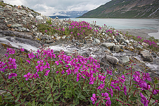 美国,阿拉斯加,冰河湾国家公园,河,漂亮,野花,靠近,河流,画廊