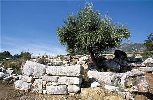 孤单,橄榄树,公元前4世纪,遗址,古老,挖掘,斜坡,山