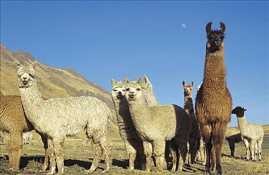 羊驼,喇嘛,哺乳动物,秘鲁,南美,动物