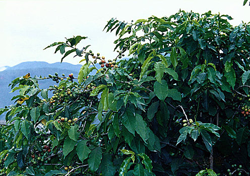 山上的咖啡豆
