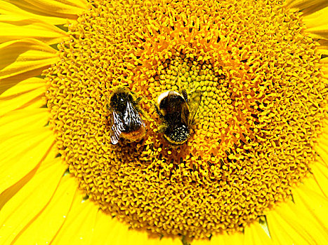 两个,嗡嗡叫,蜜蜂,收集,花粉,向日葵