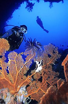 潜水,后面,柳珊瑚虫,澳大利亚