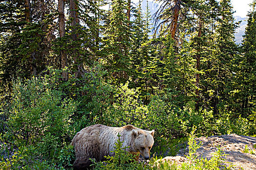 大灰熊,棕熊,冰碛湖,班芙国家公园,艾伯塔省,加拿大