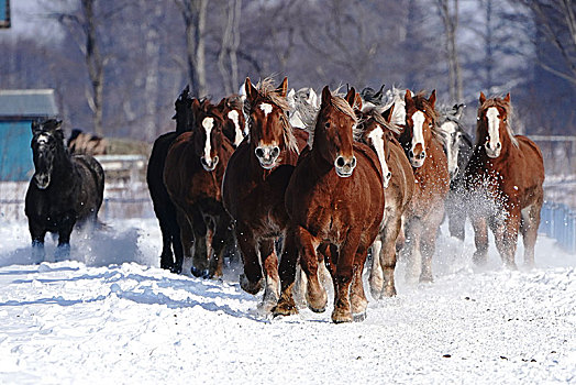牧群,马,跑,雪中,地点