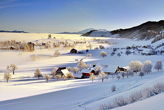 积雪,冬季风景,晨雾,瑞士,欧洲