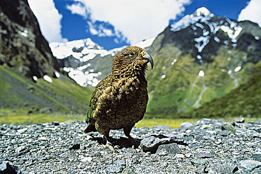 食肉鹦鹉,啄羊鹦鹉,本垒打,隧道,峡湾国家公园,新西兰
