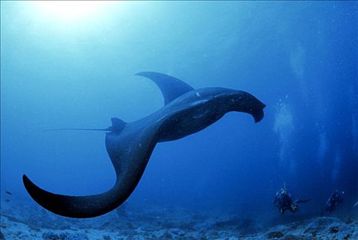 巨大,大鳐鱼,双吻前口蝠鲼,潜水者,水下拍摄,印度洋