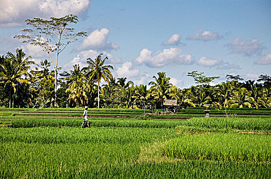 印度尼西亚,巴厘岛,乌布,农民,稻田