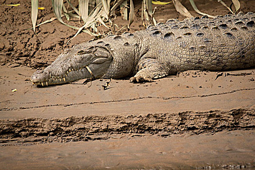 鳄鱼,旁侧,河,雨林,哥斯达黎加