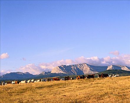 母牛,放牧,山麓,艾伯塔省,加拿大