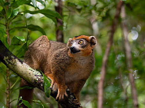 狐猴,雄性,褐色的狐猴,树林,西北地区,马达加斯加,非洲