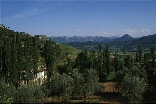 山坡,山峦,树,卡斯蒂利亚,拉曼查,西班牙,欧洲,风景,树林