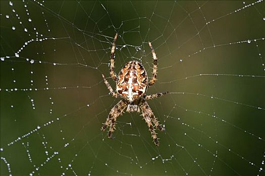 蜘蛛网,露珠,欧洲园蛛,十字园蛛