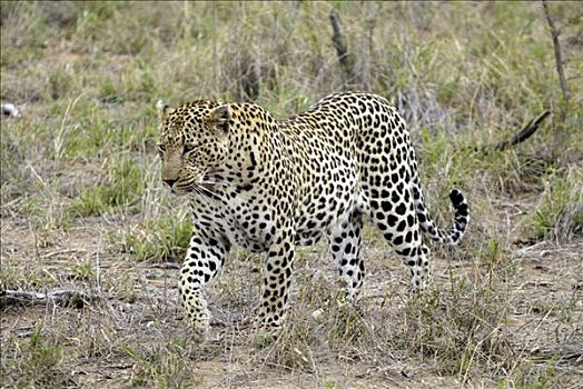 豹,成年,南非