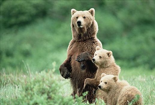 大灰熊,棕熊,母兽,站立,阿拉斯加