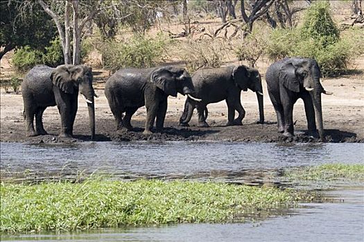 牧群,非洲,灌木,大象,非洲象,乔贝,河,乔贝国家公园,博茨瓦纳