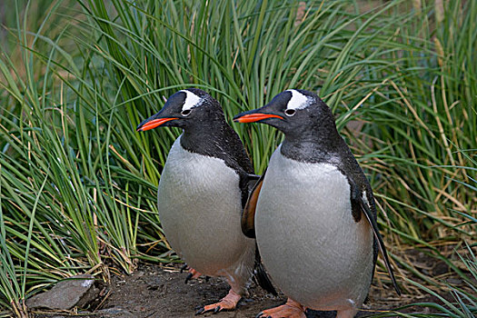 巴布亚企鹅,草,幼仔,南乔治亚,南极